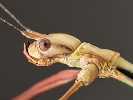 . 自然界隐藏的生存大师:竹节虫的五大开挂技能