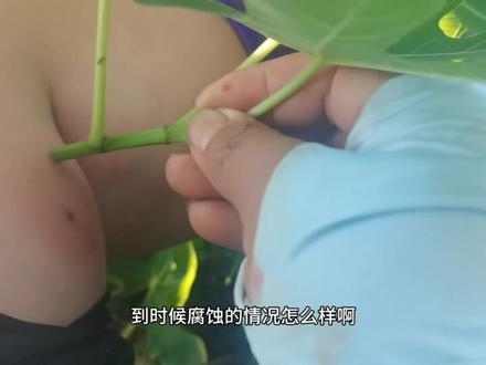 无花果汁液到底会不会腐蚀皮肤,小实践跟你说,平时剪枝摘果都会 #无花果汁的作用你们知道吗 #无花果 #无花果汁妙用 #无花果的功效与作用