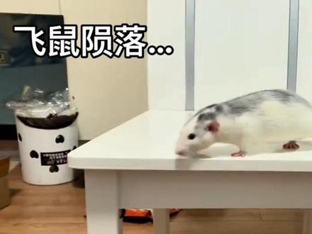 #花枝鼠 #花枝鼠日常#弹射起步 #飞鼠 飞鼠陨落…