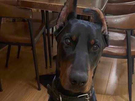 烈性犬这一块#杜宾 #德系杜宾