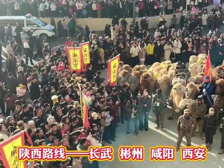 大美陕西,东天山的骆驼队已进入。#骆驼 #驼队#陕西#西安 #