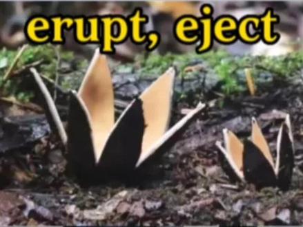 喷射蘑菇:erupt, eject#考研#考研英语#四六级#大学生#南通理工学院