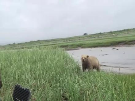 这熊是真的熊! #动物搞笑配音 #神奇的动物在抖音 #熊出没