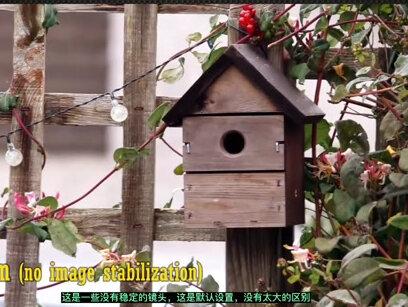 适马150-600mmf5-6.3 C版镜头全面评测-您的野生动物摄影入门镜头 #摄影知识 #摄影器材