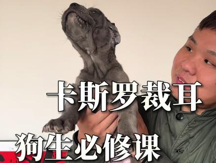 卡斯罗两个半个月裁耳#卡斯罗幼犬