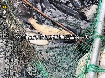 偶遇卖鱼的大船,看看今天都有什么新鲜事 #渔民生活 #鸭绿江捕鱼 #胖头鱼 危险作业非专业人士请勿模仿,水库持证合法养殖