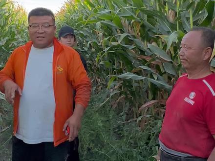 黑土地上的华西707#玉米种植 #抖音助农