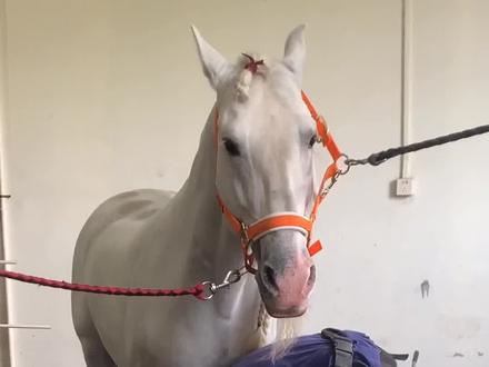 带尼寇去买鞋#宠物成精啦 #抖音热门