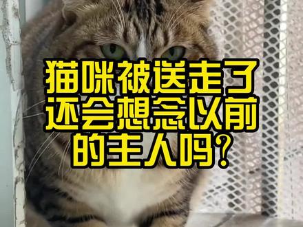 猫咪被送走了,还会想念以前的主人吗?#养猫人 #猫咪 #猫咪记忆 #萌宠