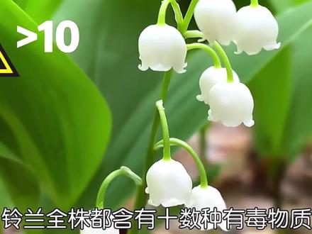 你见过轻轻一碰,就爆炸的果实吗?科普小知识 #植物科普