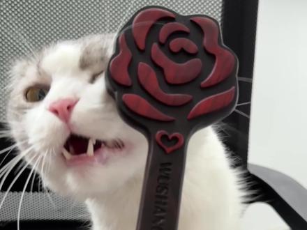 紫光檀逗猫拍硬度大赛!#逗猫拍 #小众