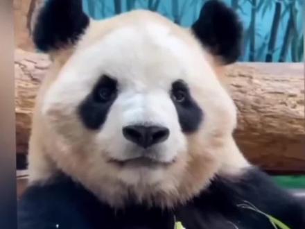杭州动物园剩下的两只大熊猫春生和壹壹已回到成都,欢迎宝贝回家🎉大家还记得曾经的太阳四子吗?当时春生和香果一起出差杭州动物园的,如果春生回家了可是香果没有了。#大熊猫 #大熊猫春生 #大熊猫春生香果 #治愈