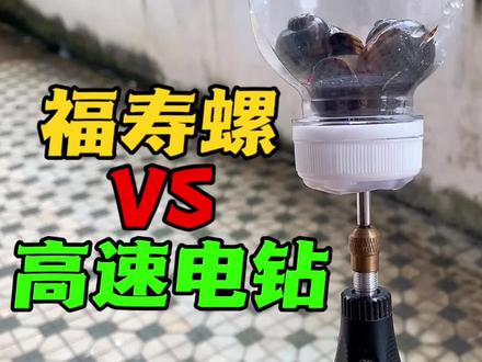 福寿螺旋转实验 #趣味实验 #福寿螺