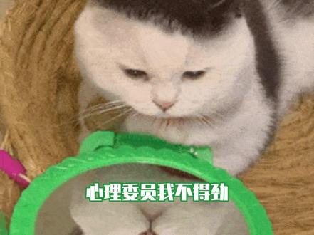 #鞠婧祎何丹彤合拍视频 我全都笑纳了#鞠婧祎 #何丹彤 #来战 #娱乐评论大赏