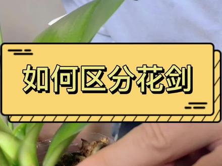 #创作灵感 你知道如何区分蝴蝶兰的气生根和花剑吗?今天我来教您,觉得有用记得点赞收藏哦!#养花小知识 #蝴蝶兰 #花卉绿植