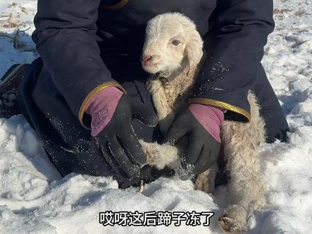 每个新生命的到来,都是如此的来之不易,牧区零下三十多度的天气,刚出生的小羊羔腿被冻僵了,赶紧给它搓一搓,泡一泡,这一不注意看不见就冻死了,这时候必须要精心啊#新农人计划2025 #牧区生活 #三农#小羊羔 #毛孩子外婆