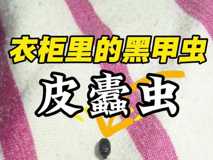 家里莫名出现黑色小甲虫,衣物、皮草、毛毯被蛀破,干货粮食被污染,大概率是黑色皮蠹虫!这类害虫隐蔽性强,成虫通体发黑,常藏在衣柜角落、床底缝隙、地毯深处。幼虫破坏力极强,啃食各类衣物面料,繁殖速度快,几天就会大量滋生。幼虫身上的细绒毛容易引发皮肤红疹、瘙痒过敏,对老人小孩十分不友好。日常打扫、晾晒只能赶走表面虫子,无法清除深处虫卵,虫害反复不断。试试这款专用皮蠹杀虫剂,喷洒在衣柜、房间四周,虫子接触药剂就会死亡。它无色无味,家用更安心#黑色皮蠹虫#皮蠹虫杀虫剂 #皮蠹虫有什么危害 #皮蠹虫为什么进家#黑色皮蠹虫?