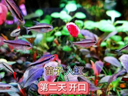 灯鱼苗子 电光毒药 血红魔鬼 蓝缎带四 幻彩蓝魔入缸第二天 开口 #开箱视频 #开箱测评 #热带鱼 #灯鱼 #水族 #草缸 #鱼缸里的大自然 #电光毒药灯鱼 #血红魔鬼灯鱼 #幻彩蓝魔鬼灯鱼