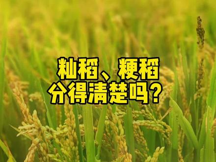 籼稻、粳稻分得清楚吗?#稻子 #稻香