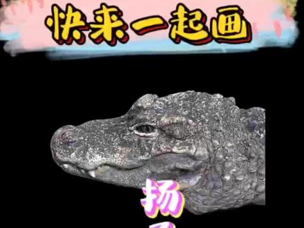 画100只简单易学的动物 吃雪饼的扬子鳄