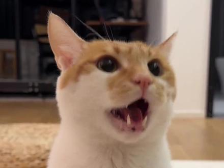 永远想不到谁会旺自己(来源:@啤酒肚 ) #猫咪 #可爱 #萌宠