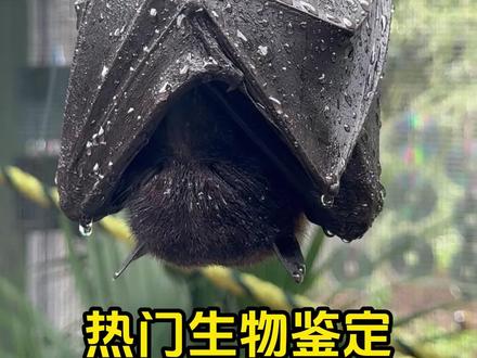 网络热门生物鉴定 #神奇的动物在抖音