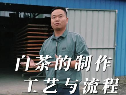 一起来看下白茶是怎么做出来的,白茶制作工序虽然简单,但是细节把控还真的要非常到位。#福鼎白茶 #白茶加工 #茶农 #白茶制作过程