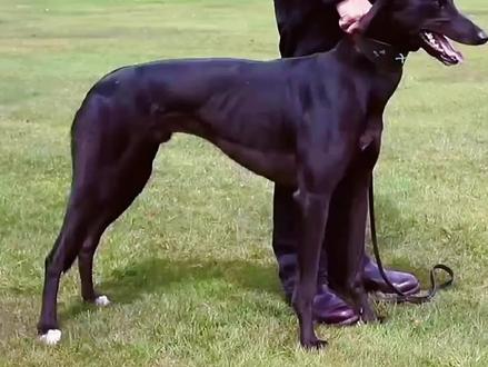 灵缇犬:静若处子,动若脱兔,还会闪现#狗 #灵缇犬