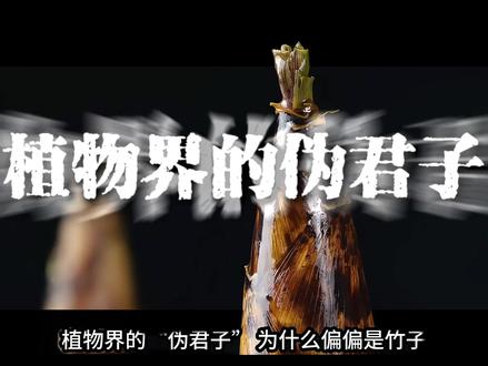 竹子,藏着自然界最不讲道理的生长逻辑。