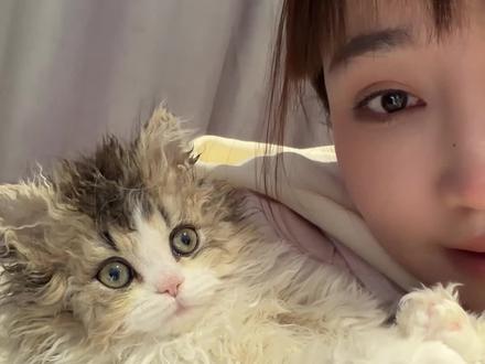 符合猫德学院的标准 #赛尔凯克卷毛猫 #赛尔凯克 #赛凯卷毛猫 #萌宠出道计划