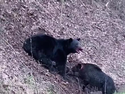 够疯狂的一幕:黑熊与野猪的较量!太超乎你想象了!动物界之间的生存规律!为这黑熊点赞吧!视觉真的太搏人眼球🤗