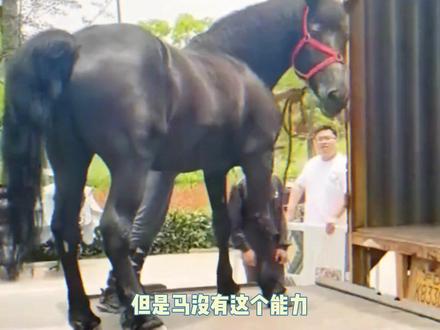 为什么马的腿断了就必须死 #马 #动物 #冷知识 #骑马