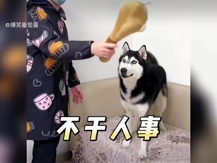 不干人事的人类#不干人事#无语瞬间#看一遍笑一遍#狗狗