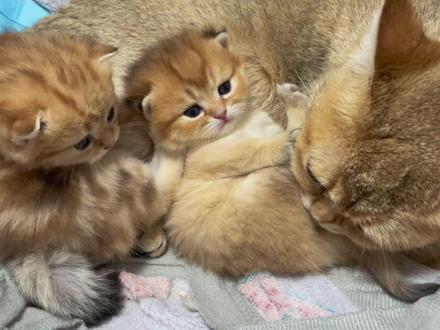 妈妈给添PP,它就这样乖乖的半躺着享受#小奶猫的成长日记 #金渐层 #可爱到爆炸💥 #铲屎官的乐趣