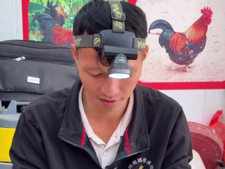 阉鸡前后要注意些什么? 看完这个视频你就懂了#民间手艺分享 #家禽养殖技术 #技术分享