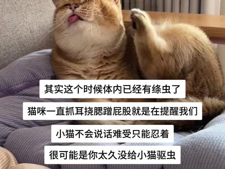 猫咪的驱虫一定要定期做!别等猫咪难受痒痒了才来着急 #养宠好物分享 #海乐妙 #猫咪驱虫