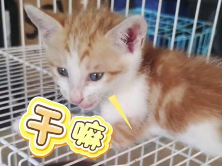 小猫一直叫怎么办? 关笼子就叫,放出来玩就不叫了,特别是刚到家的小奶猫、小流浪猫特别爱叫,我们得对症下药。#小奶猫 #笼养猫 ##养猫日常 #小奶猫的成长日记 #抖音