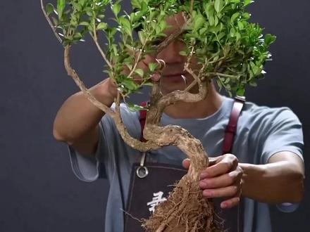 黄杨盆景素材改做 黄杨盆景修剪 黄杨为什么会退枝#盆景制作 #花卉绿植 #瓜子黄杨 @录品记小号