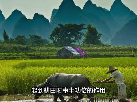 古代汉语居然不吃牛肉#民间故事 #听人间故事品百味人生 #关注我每天分享不同的故事 #社会百态 #中视频伙伴计划