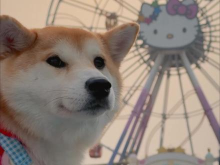 人类的快乐,也可以分享给小狗🐕 #宠物友好 #hellokitty