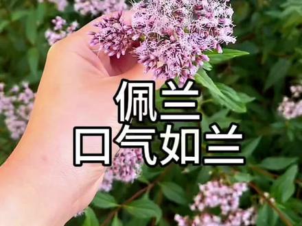#植物科普 #中草药 #药用植物
佩兰
芳香化湿,口臭流涎