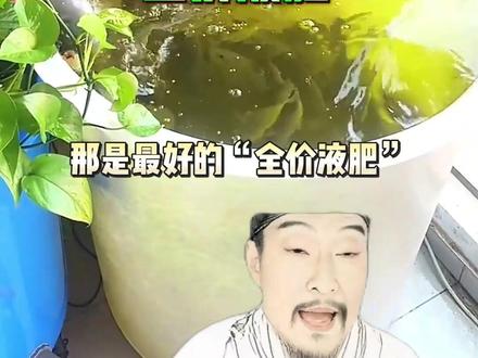 懒人种菜天花板!鱼菜共生,石头里种出大蔬菜 #阳台种菜新模式 #种菜黑科技 #三农种植 #种菜干货 #新手种菜