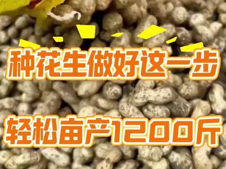 种花生,做好这一步,亩产轻松超一千二百斤#花生 #花生种植 #花生高产 #花生增产