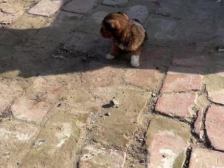 遗弃的盲眼小黄,终于能看清世界了! #盲眼小狗救助记#被治愈的毛孩子#老王救狗全过程#狗衣生老王#宠物救助暖心瞬间