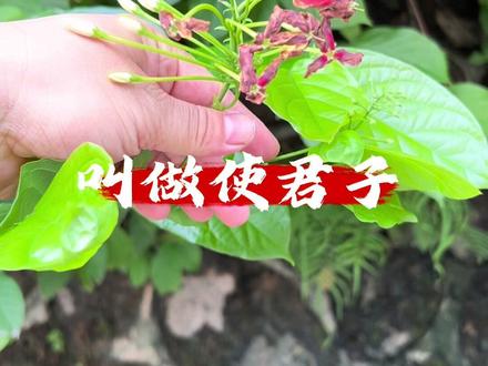 使君子,你的家乡怎么用?#植物科普 #中草药
