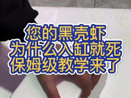 黑壳虾入缸流程保姆级教学来了#鱼缸里的大自然 #水草缸 #观赏虾 #水族 #除藻