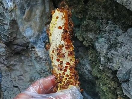 劳师动众,再现骚操作,盘石缝蜂掏蜜翻车现场!就收获一条烤红薯,哭笑不得败兴而归#大自然的搬运工 #土蜂蜜