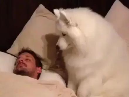 “🌱”弋祯努力萌芽中... #动物配音 #萨摩耶 #修狗 #二创 #东北甜妹