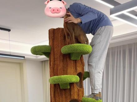 关于通天柱猫窝,你们在乎的问题我来回答啦!#猫爬架 #萌宠出道计划 #萌宠好物 #新手养猫