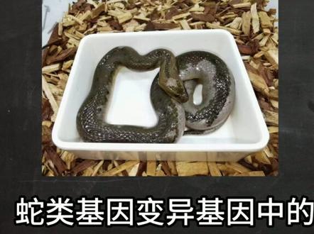 水蛇的变异基因来啦!!!! 抱歉让大家久等了,最近忙着开学还要查找资料确认基因所以有点耽搁,后面会努力更新的 #爬宠 #科普 #蛇蛇教 #搞笑 #蛇
